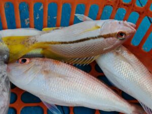 caughtfishes
